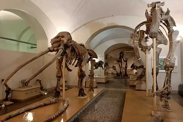 Museos de Historia Natural de Florencia Museos de Historia Natural de Florencia